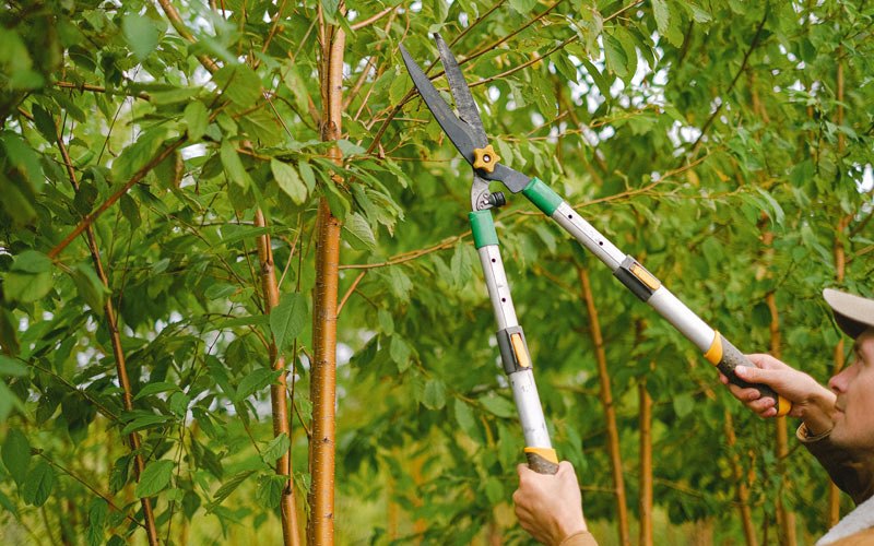 Tree trimming in Osceola, MO